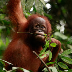 greenpeace-orangutanes