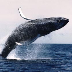 whale_1